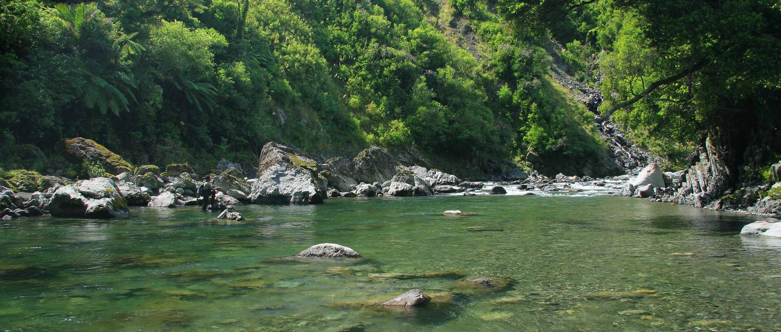 New Zealand backcountry bush stream on a beautiful day