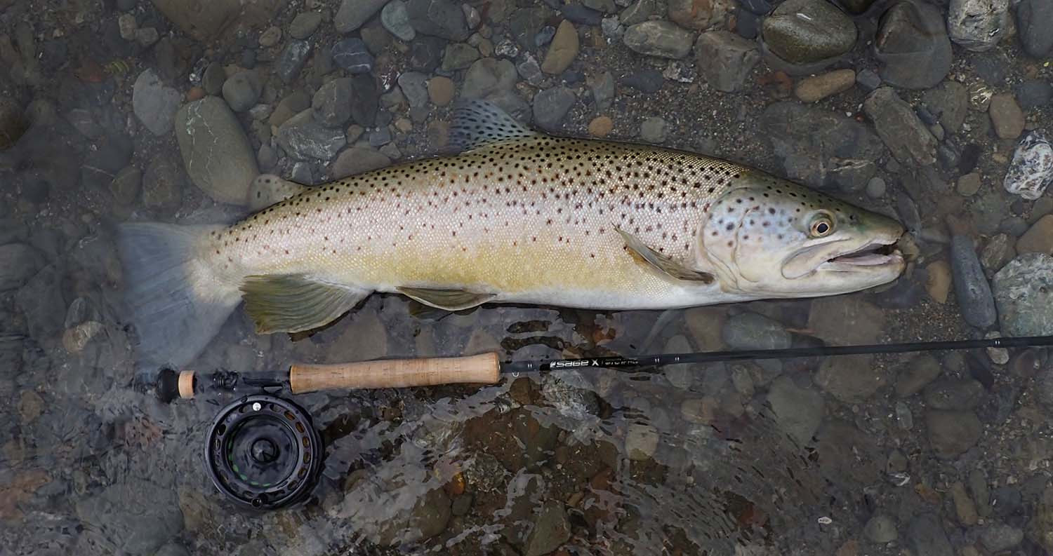 Big brown trout lying on stoney river bed with a fly fishing rod and fly line, before being released