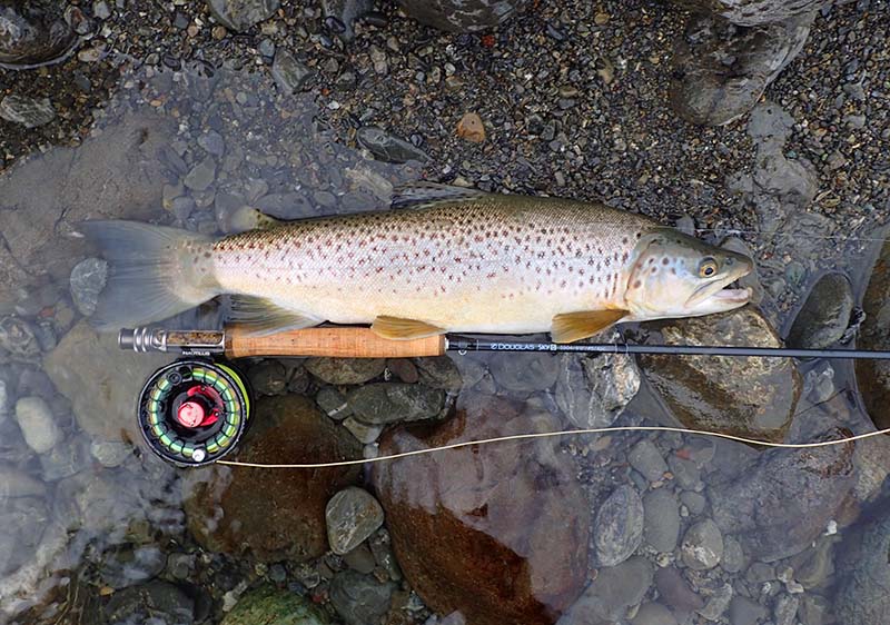 Brown trout lying on gravel before being released