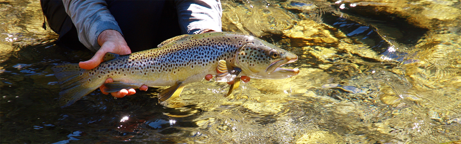 Brown Trout held before being released back into the wild
