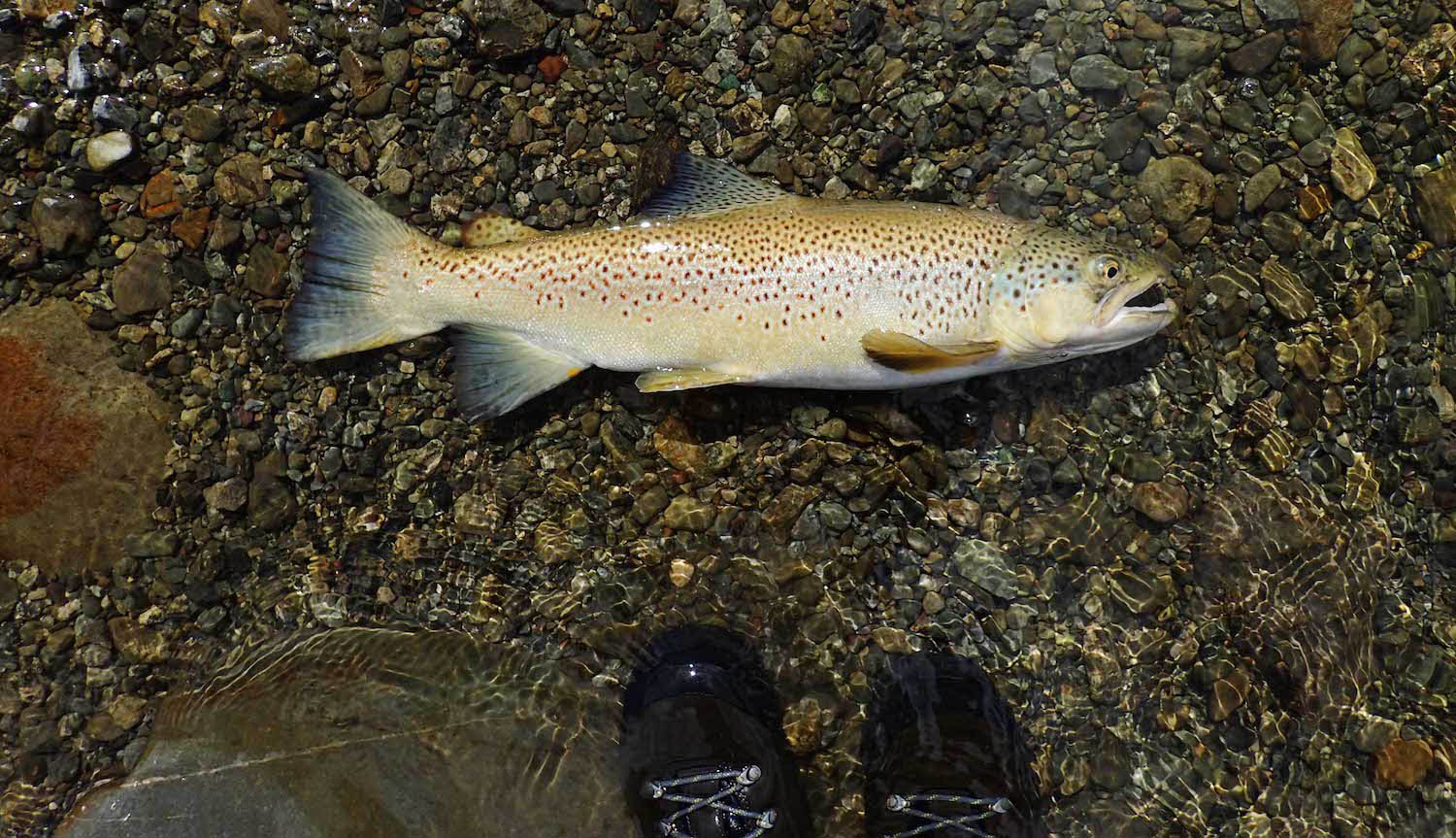 healthy brown trout posed for a photograph in pebbly shallows of river