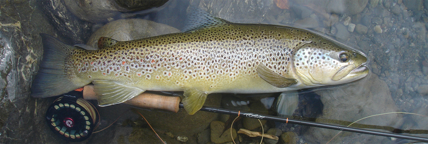 Brown trout lying on gravel and rocks in shallows of river, with a Scott Radian fly fishing rod