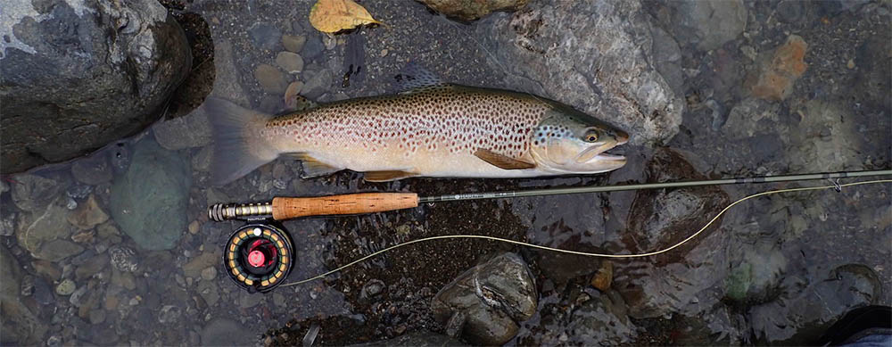 Brown trout next to river on ground with fishing rod