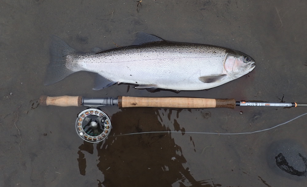 Rainbow trout hen with a Danielsson L5W69 Danielsson reel, lying on a sandy brown river bed, before being released