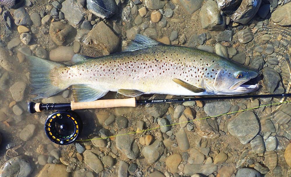 Brown trout lying on gravelly river bed with a fishing, rod, reel and line