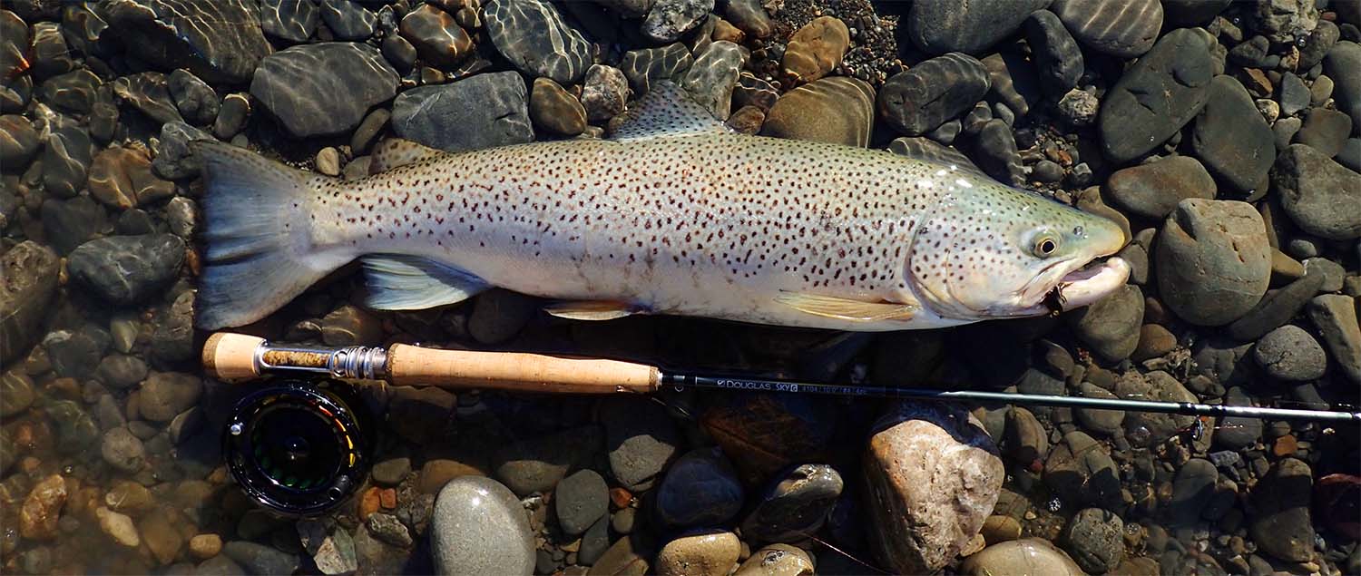 Big brown trout lying on the river bed before being released with a fly rod line, reel and line  Jig Streamers on Mono rigs