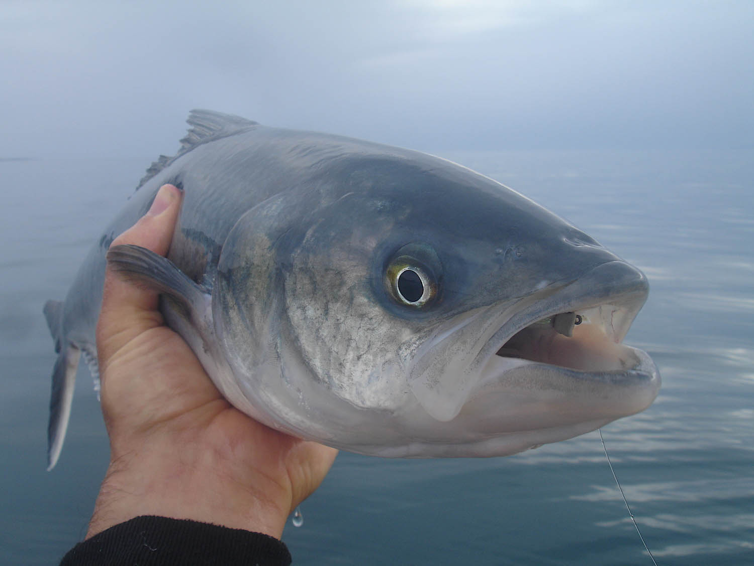 Kayak fly fisherman on sea holding a kahawai fish close up showing a gurgle pop minnow fly in its mouth