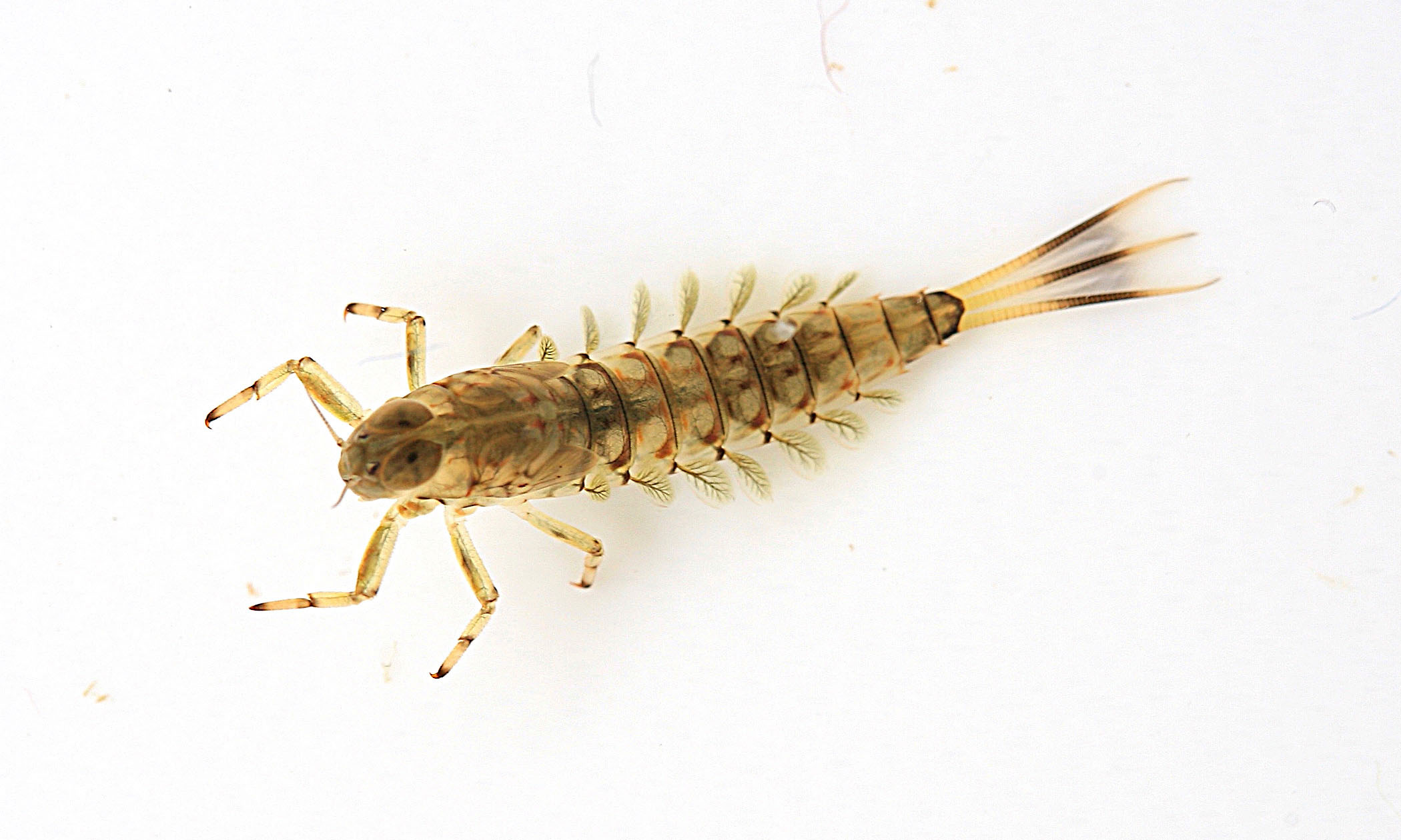 Immature Nesameletus nymph