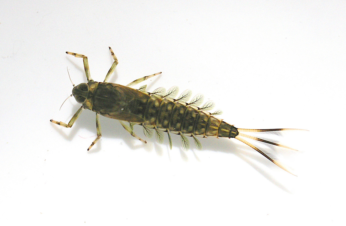 Mature Nesameletus nymph