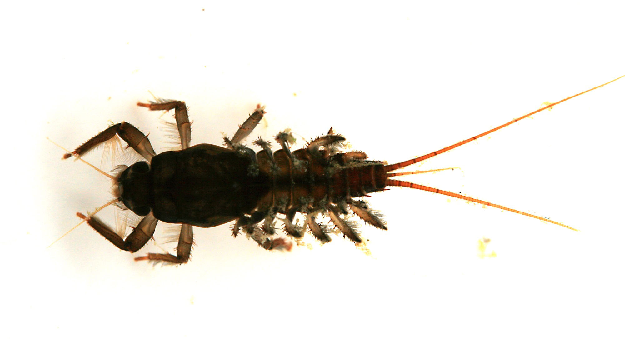 Coloburiscus nymph photographed close up from above on a white background