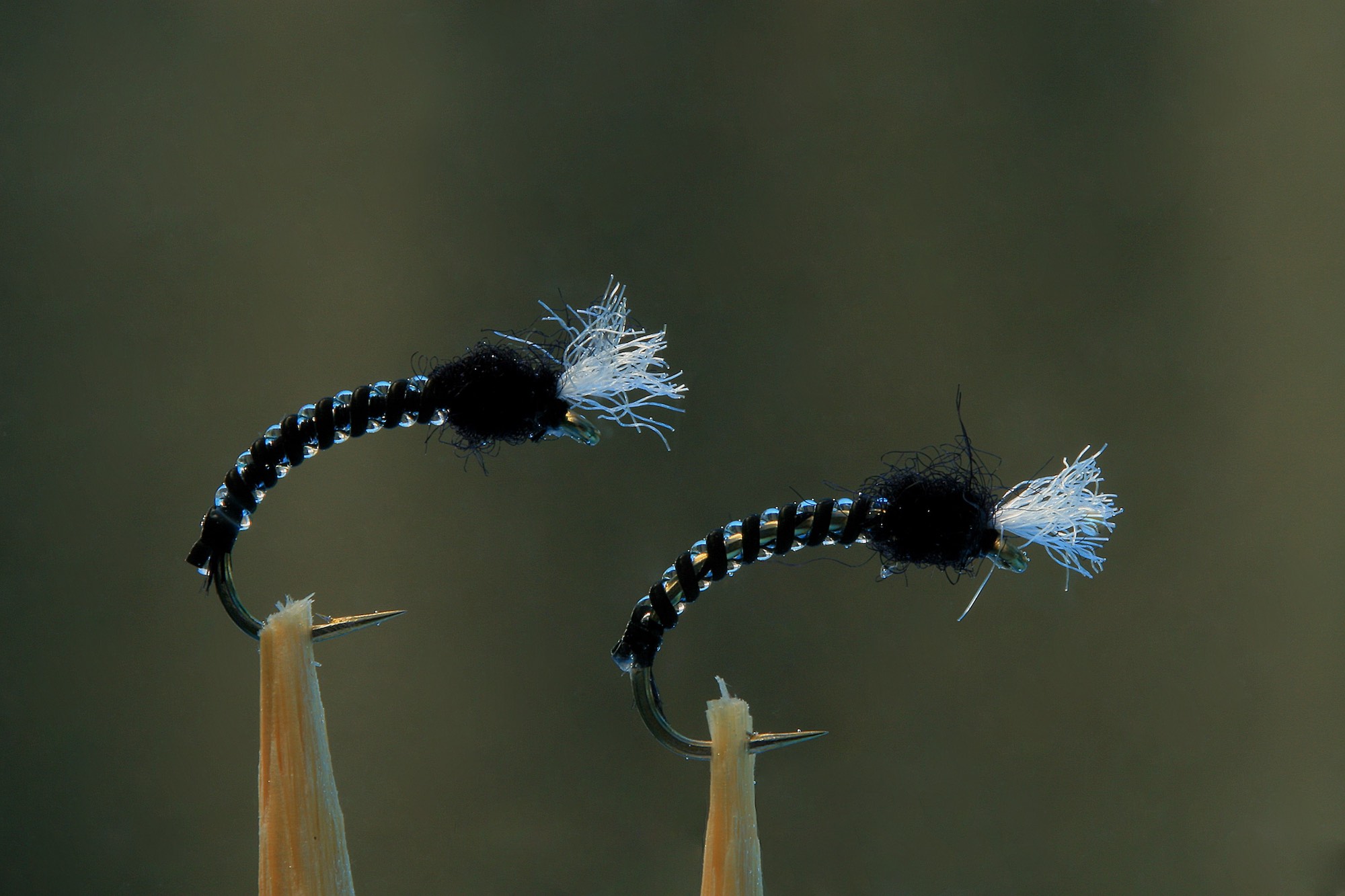 two jelly midge flies in vertical position, showing them clearly