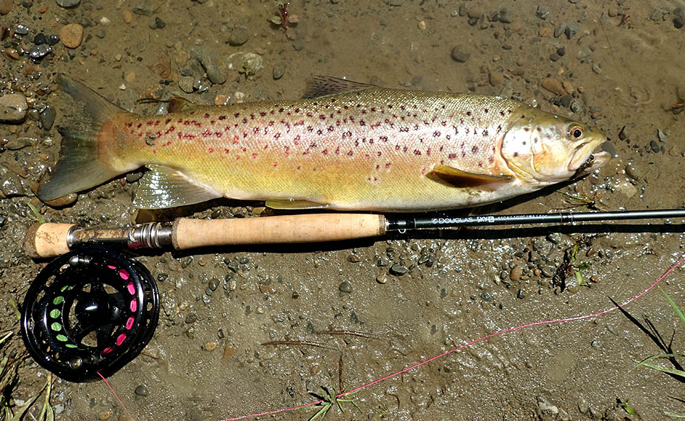 Brown trout with yellowish markings lying on a gravelly river bed with a fly fishing rod,line and reel and a pinkisn red line