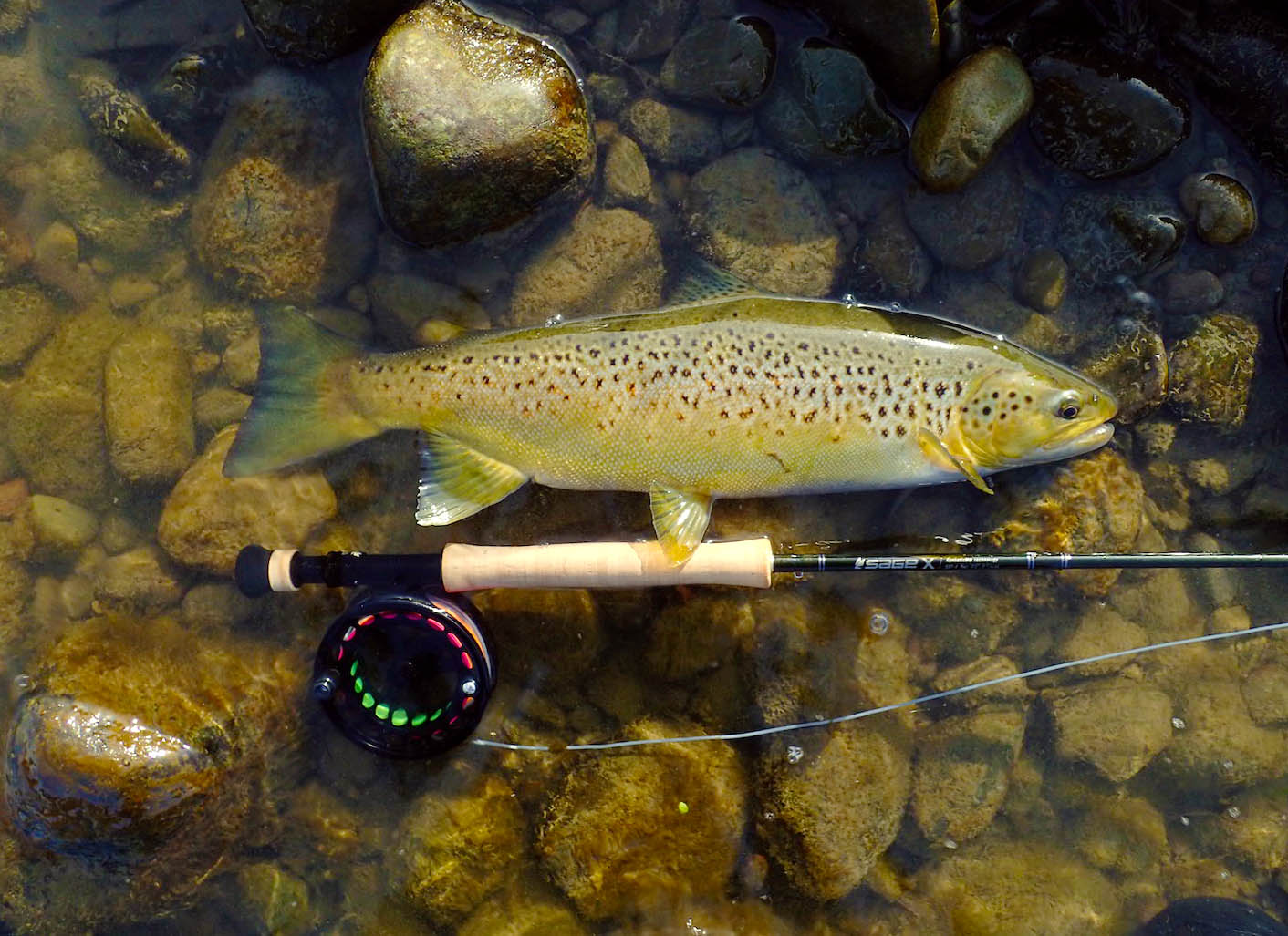 Manawatu brown trout lying on rocks next to river