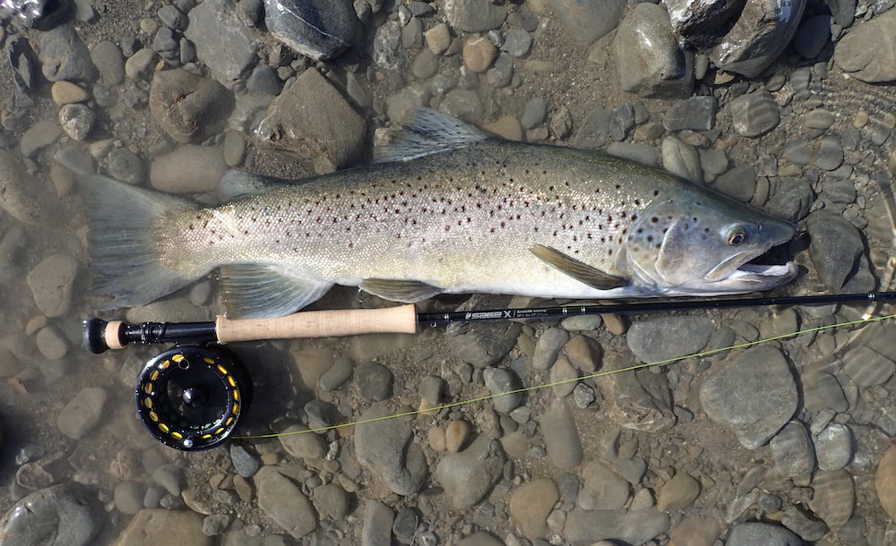 Silvery brown trout lying on gravel bed with a fly fishing rod and a reel, before being released back ino water