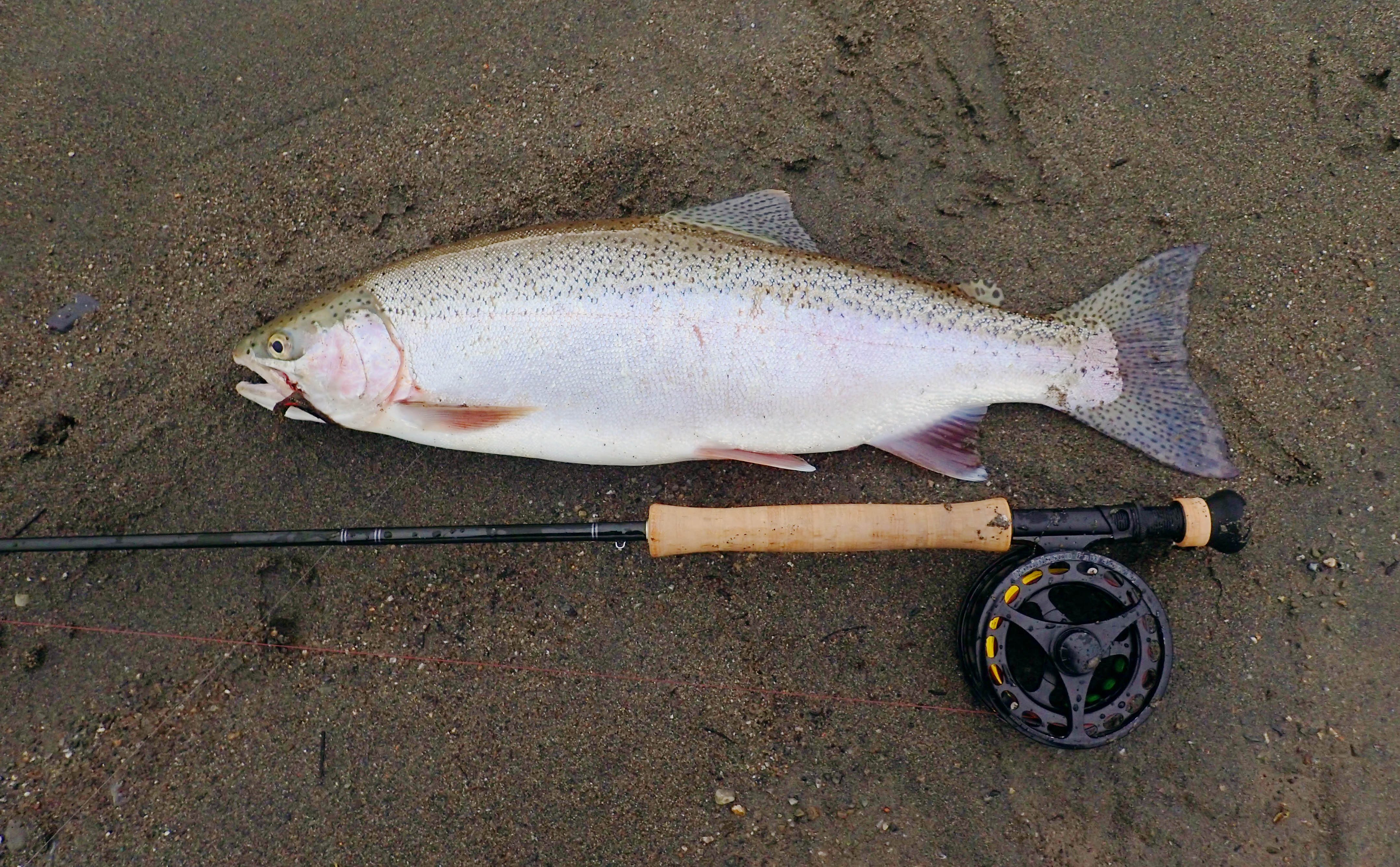 Rainbow trout caught on a jig streamer lying on a dark brown sandy river bed, with a fly fishing rod, reel and line