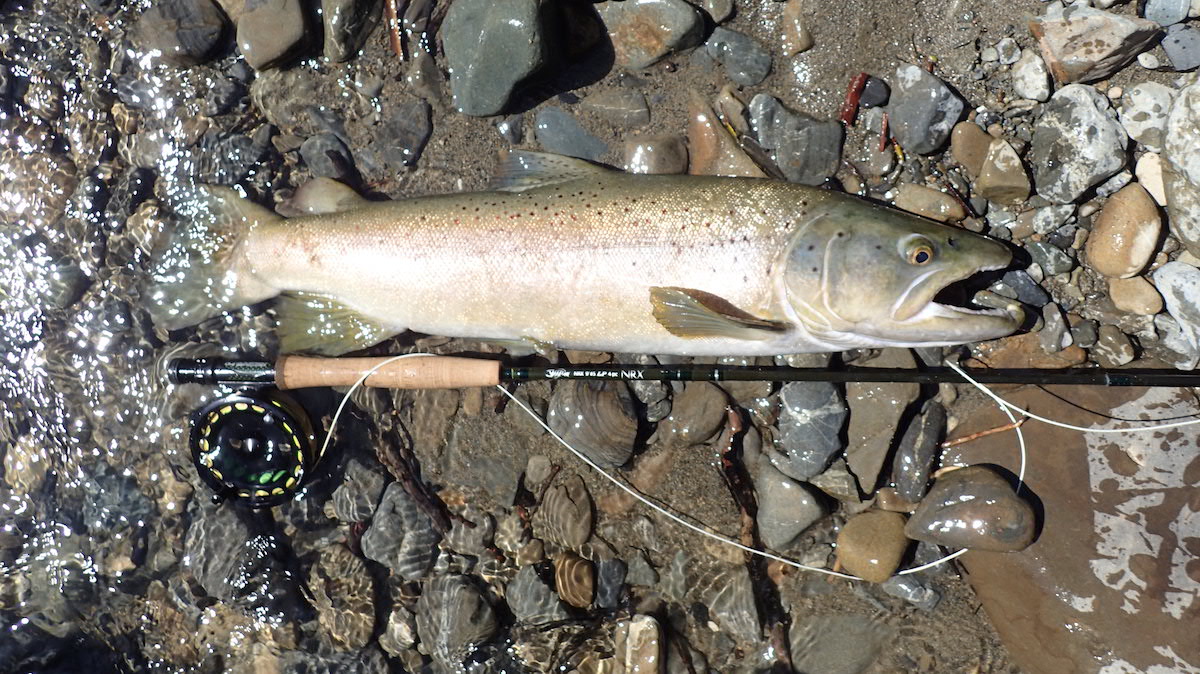 A handsome long backcountry brown trout