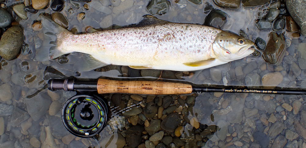 Photograph of a healthy female silver trout lying on a river gravel bed before being returned to the water