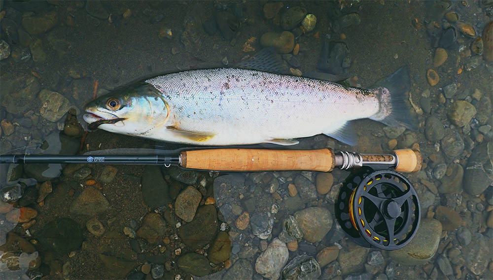 Sea trout caught on a jig streamer, lying on a stoney rown river bed after being caught and before being released, with a fly fishing rod, reel and line