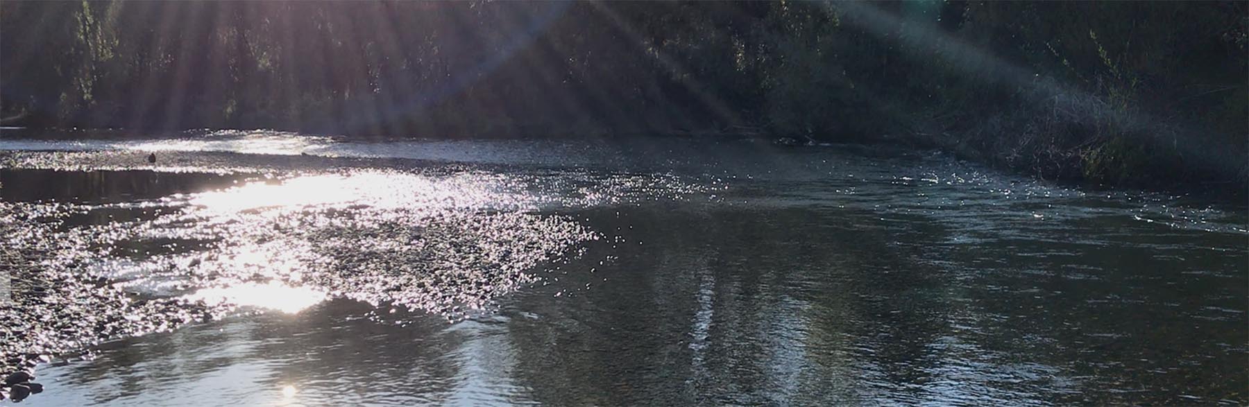 Light-shining-through-trees-onto-river-with-silver-reflections-on-water