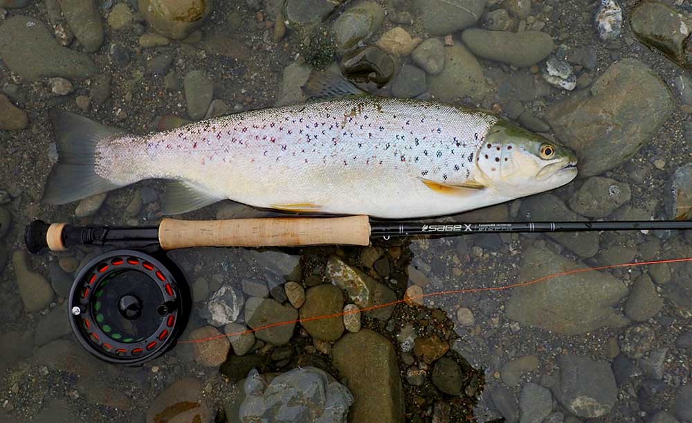 Brown trout lying on a river bed after being caught and before being released, with a fly fishing rod, reel and line