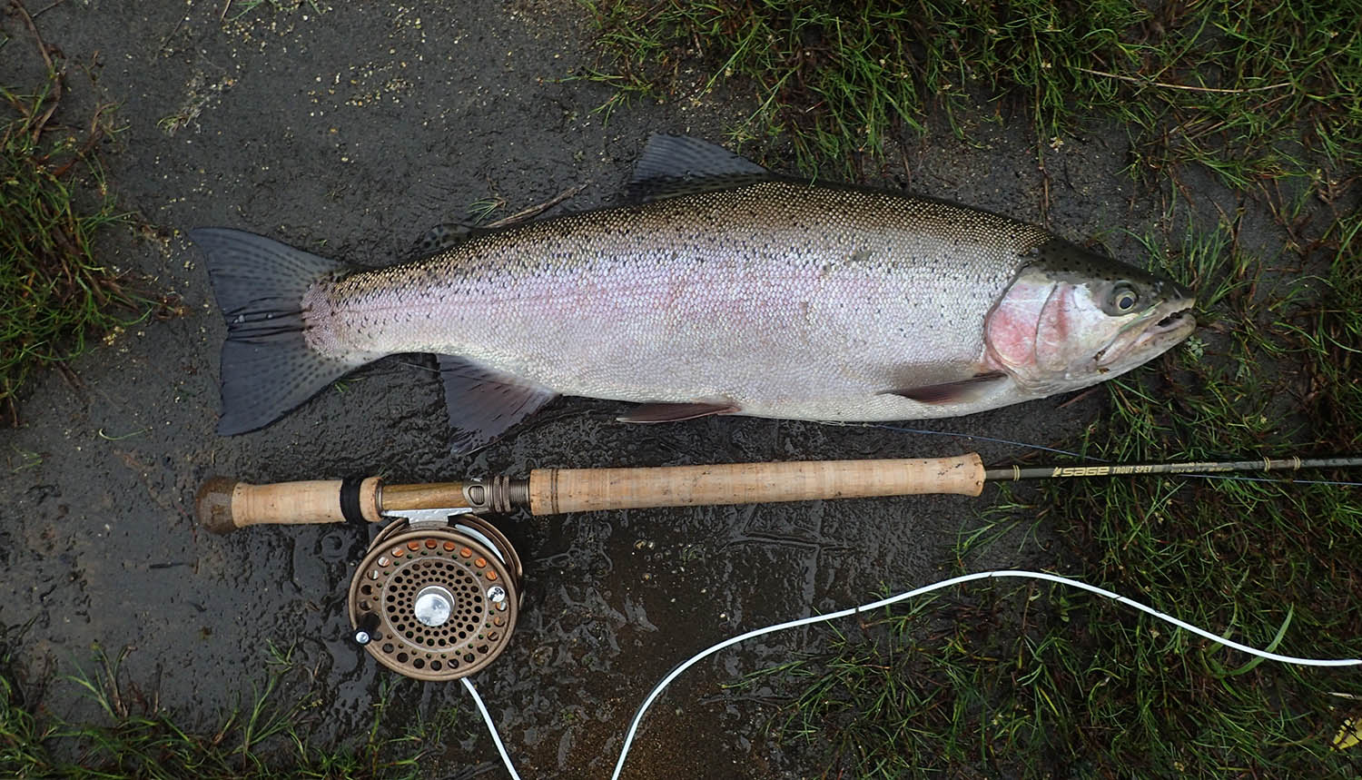 Six pound Summer Tongariro Trout