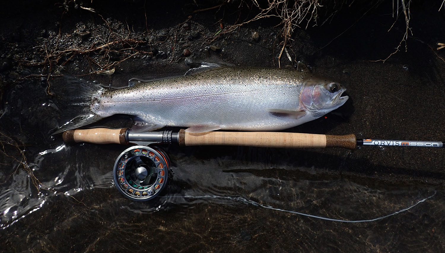 A fresh winter Tongariro rainbow trout