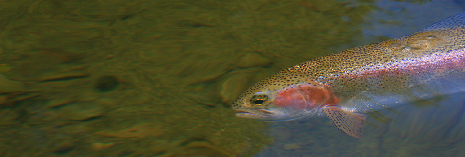 Trout underwater seen from above