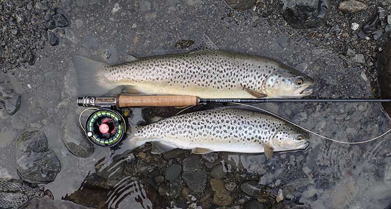 Two brown trout before being released