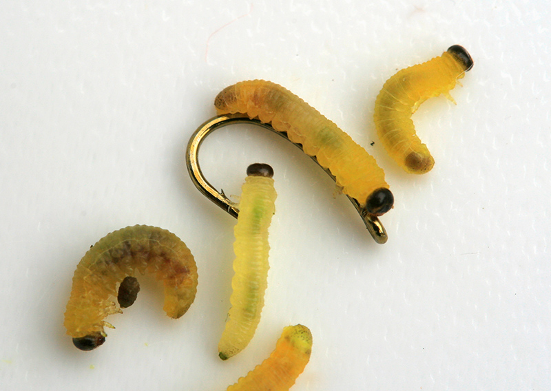 Several natural live willow grubs lying on a white backtround with a size 18 fish hook